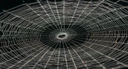 Imagem macro de uma teia de aranha com fios brilhantes, representando multiverso marvel teoria cordas