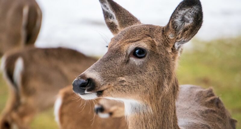 Alerta: Vírus de Computador GoPix Agora Desvia Pix, Boletos e Criptomoedas