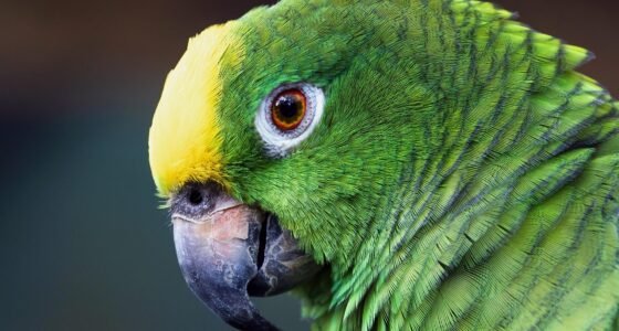 Amazon Abandona Aliança de Drones: O Que Isso Revela Sobre a Segurança dos Voos?