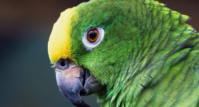 Amazon Abandona Aliança de Drones: O Que Isso Revela Sobre a Segurança dos Voos?