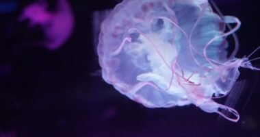Cientistas Revivem Atividade em Cérebro Congelado: Um Salto da Ficção para a Ciência?