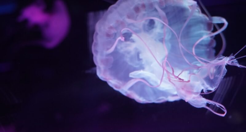 Cientistas Revivem Atividade em Cérebro Congelado: Um Salto da Ficção para a Ciência?