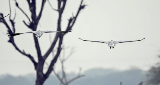O Segredo do Novo Drone Chinês Que Voa Como um Pássaro e Bate Recordes