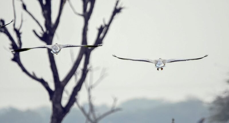 O Segredo do Novo Drone Chinês Que Voa Como um Pássaro e Bate Recordes