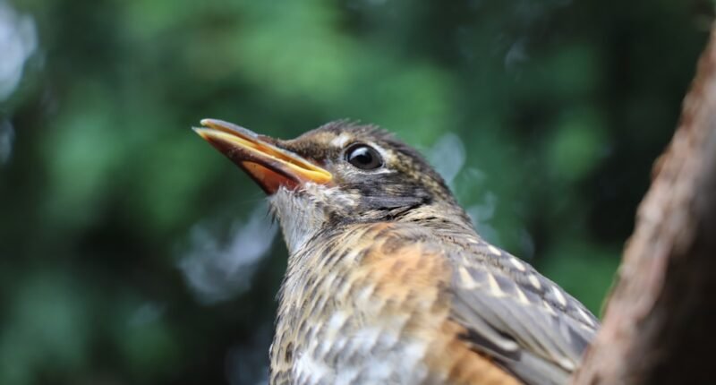 O Segredo Sujo: Como Aves Urbanas Usam Bitucas de Cigarro para Proteger Seus Ninhos