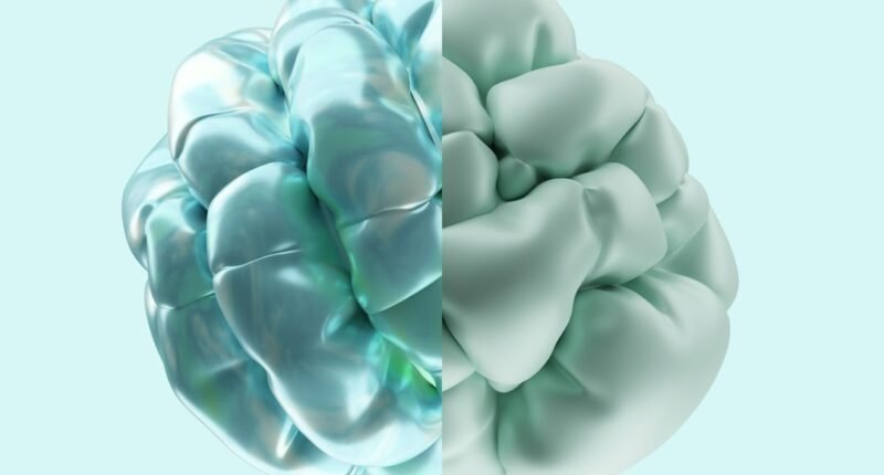 Descoberta Inédita: Cientistas Revivem Cérebro Congelado de Ratos Pela Primeira Vez!