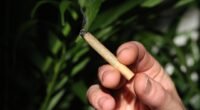 Reforma da Maconha de Trump: Mais Fumaça de Palha do Que Liberdade?