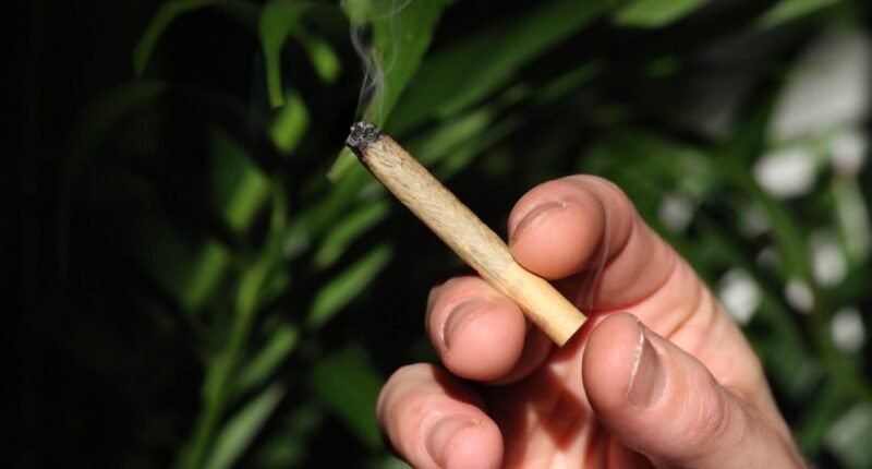 Reforma da Maconha de Trump: Mais Fumaça de Palha do Que Liberdade?