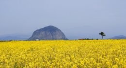 Trump Elogia Anthropic e Abre Portas para Parceria Estratégica com o Pentágono