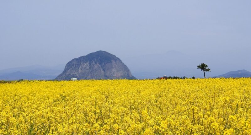 Trump Elogia Anthropic e Abre Portas para Parceria Estratégica com o Pentágono