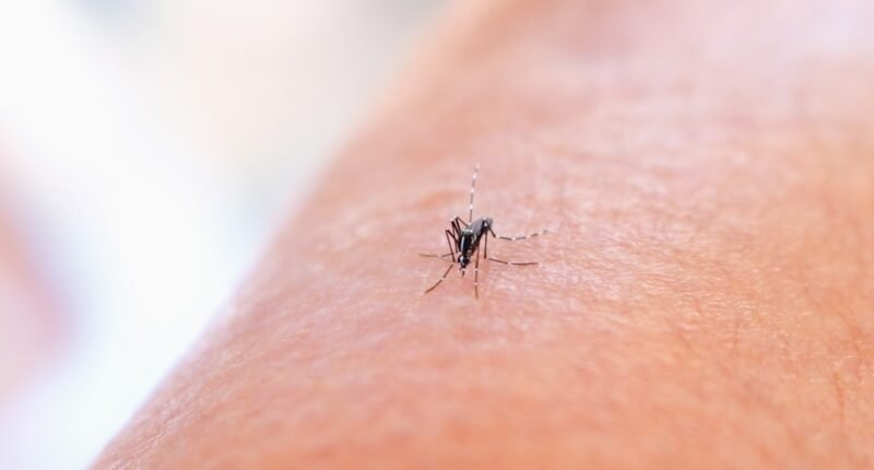 Bióloga Propõe Erradicar Mosquitos Letais: Uma Solução para a Dengue e Malária?