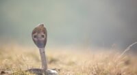 Cobra Gigante de até 15 Metros Descoberta na Índia Choca Cientistas