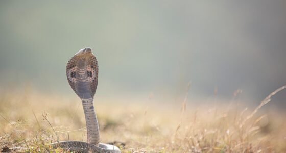 Cobra Gigante de até 15 Metros Descoberta na Índia Choca Cientistas