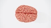 Seu Cérebro Está "Enferrujando"? A Ciência Revela Como Proteger Seus Neurônios