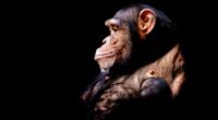 Cócegas em Gorilas e Chimpanzés Revelam a Surpreendente Evolução do Riso Humano