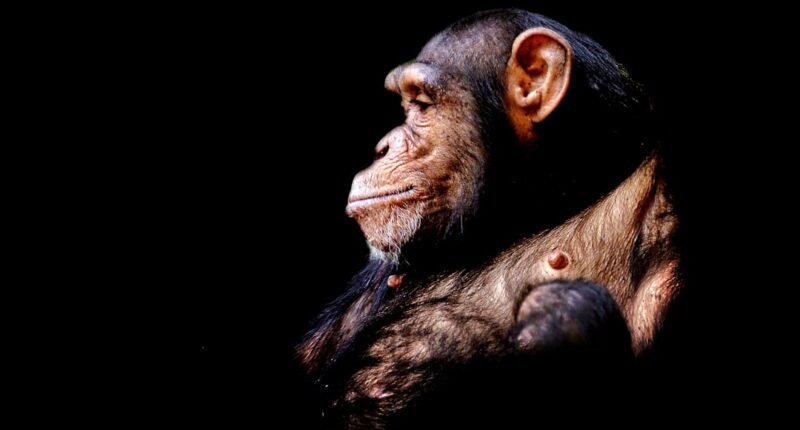 Cócegas em Gorilas e Chimpanzés Revelam a Surpreendente Evolução do Riso Humano