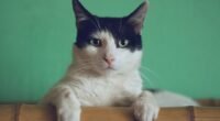 Desvendando os Enigmas Felinos: Como a Ciência Ajuda a Entender o Comportamento do seu Gato