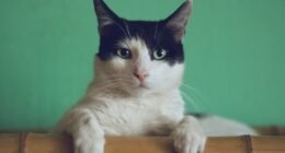Desvendando os Enigmas Felinos: Como a Ciência Ajuda a Entender o Comportamento do seu Gato