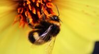 Gigante dos Encontros Bumble Explora Venda em Meio a Queda de Usuários
