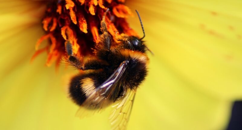 Gigante dos Encontros Bumble Explora Venda em Meio a Queda de Usuários