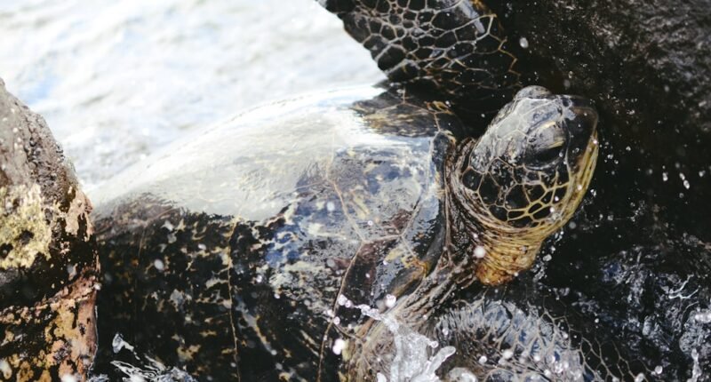 Mistério Revelado: Tartarugas Marinhas Levam Até 24 Horas para Recalcular Rotas Migratórias