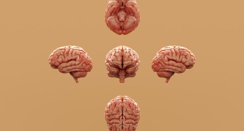 Neurologistas Revelam: 5 Hábitos que Estão Destruindo a Saúde do Seu Cérebro