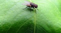 O Enigma do Espermatozoide Gigante: Como a Mosca-das-Frutas Evita o Emaranhado?