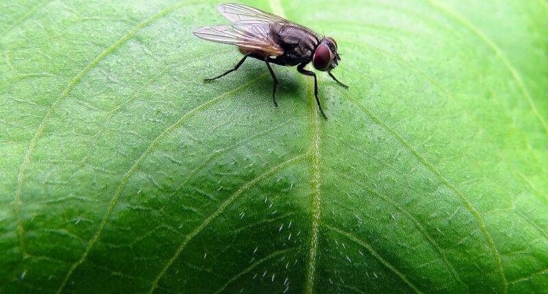 O Enigma do Espermatozoide Gigante: Como a Mosca-das-Frutas Evita o Emaranhado?