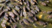 Primeiros Animais a Conquistar a Terra: Eram Aquáticos e Sem Fase Larval, Revela Estudo