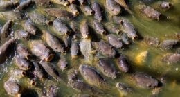 Primeiros Animais a Conquistar a Terra: Eram Aquáticos e Sem Fase Larval, Revela Estudo