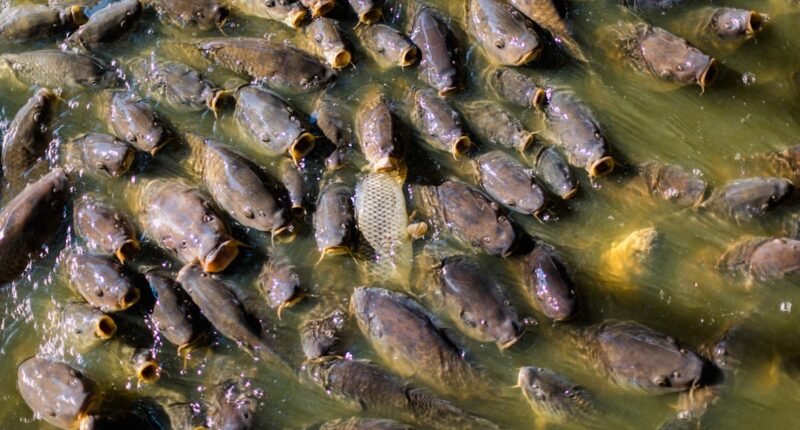 Primeiros Animais a Conquistar a Terra: Eram Aquáticos e Sem Fase Larval, Revela Estudo