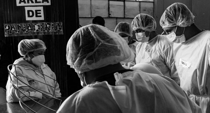 Camundongo dos Andes: Superpoderes em Altitudes Extremas Podem Revolucionar a Medicina