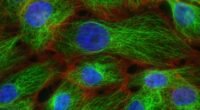Célula Sintética Que 'Vive': O Que a SpudCell Revela Sobre o Futuro da Vida e da Biologia?