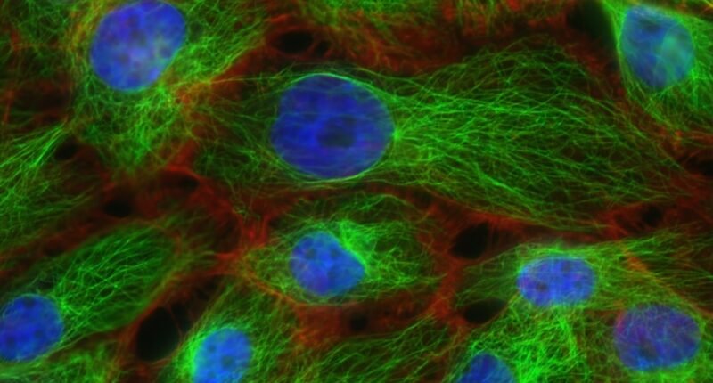 Célula Sintética Que 'Vive': O Que a SpudCell Revela Sobre o Futuro da Vida e da Biologia?