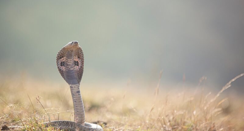 Fóssil de Cobra Milionária em SP Revela Segredos da Evolução Neurológica
