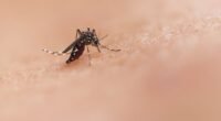 Mosquitos Picam Mais Você? Descubra os Fatores Que os Atraem