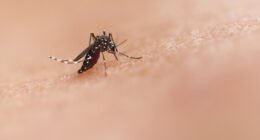 Mosquitos Picam Mais Você? Descubra os Fatores Que os Atraem