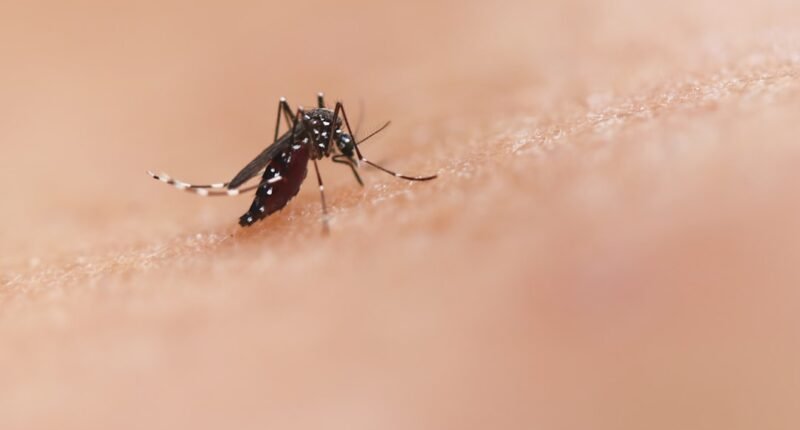 Mosquitos Picam Mais Você? Descubra os Fatores Que os Atraem