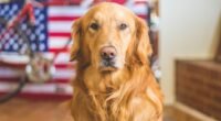 Ranking das Raças de Cachorros Mais Inteligentes: Seu Pet Está Entre Eles?