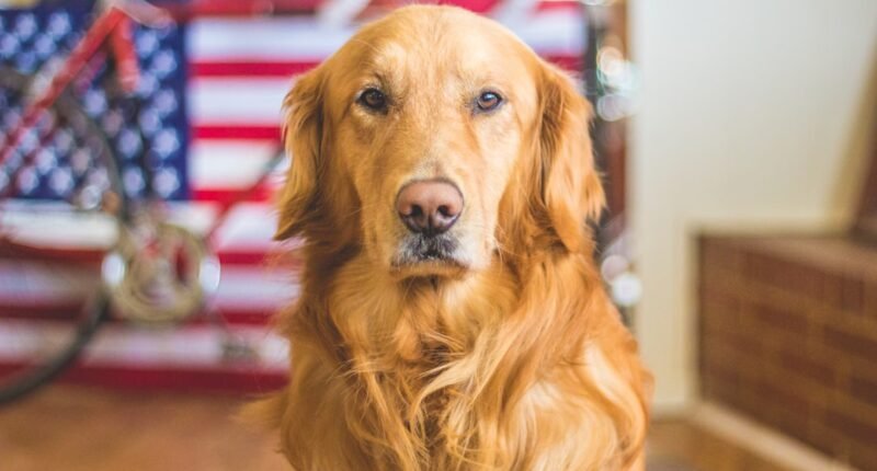 Ranking das Raças de Cachorros Mais Inteligentes: Seu Pet Está Entre Eles?