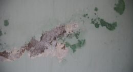 Mofo na Parede Depois da Chuva? Limpe e Evite Novas Manchas de Vez!