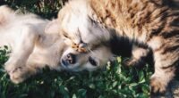 Primatas e o Comportamento 'Pet-like': Nossos Ancestrais Tinham Animais de Estimação?