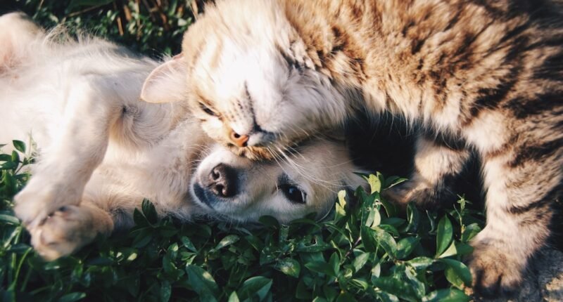 Primatas e o Comportamento 'Pet-like': Nossos Ancestrais Tinham Animais de Estimação?