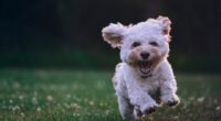 Seu Cachorro Entende Você? Estudo Revela Como o Cérebro Canino Capta Emoções Humanas