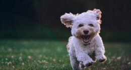 Seu Cachorro Entende Você? Estudo Revela Como o Cérebro Canino Capta Emoções Humanas