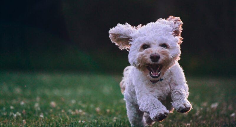 Seu Cachorro Entende Você? Estudo Revela Como o Cérebro Canino Capta Emoções Humanas
