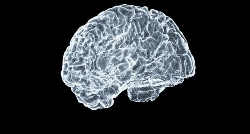 Cientistas Implantam Tecido Cerebral Humano em Ratos: O Que Isso Significa para a Ciência?