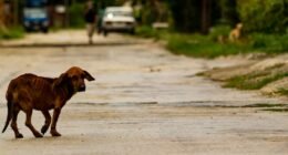 As 10 Mordidas e Picadas de Animais Mais Dolorosas do Mundo